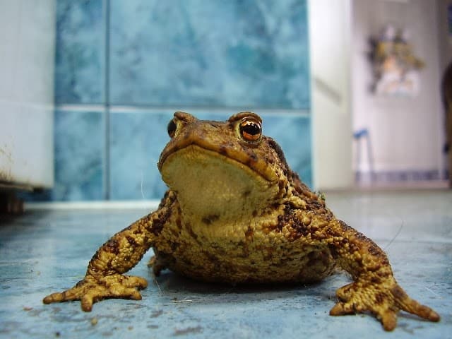 Gabinet Weterynaryjny Krzysztof Pigla