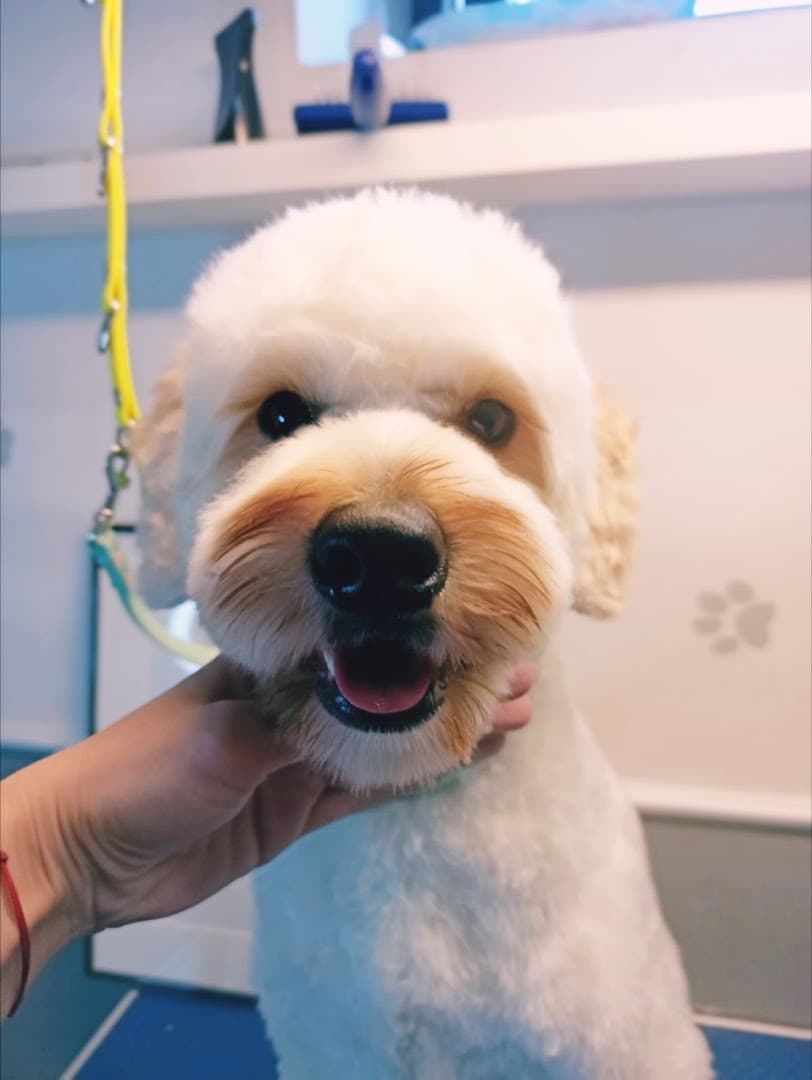 PR Dog Groomer