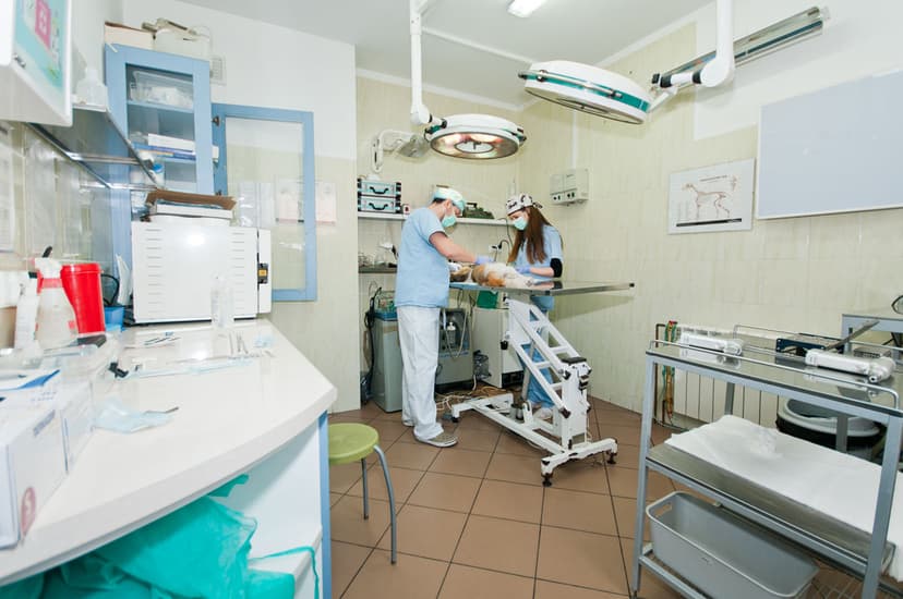 Przychodnia dla zwierząt VETmedico P.Kijewski