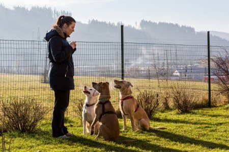 Zwierzo-pozytywnie. Pozytywna terapia behawioralna psów i kotów.