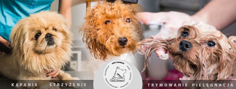 Dog Barber Salon pielęgancji psów Bemowo