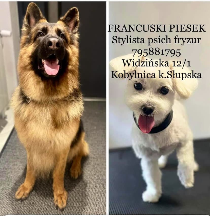FRANCUSKI PIESEK Salon strzyżenia i pielęgnacji psów Słupsk / Kobylnica