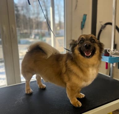 GroomDogs Salon Pielęgnacji Psów Bielsko Biała