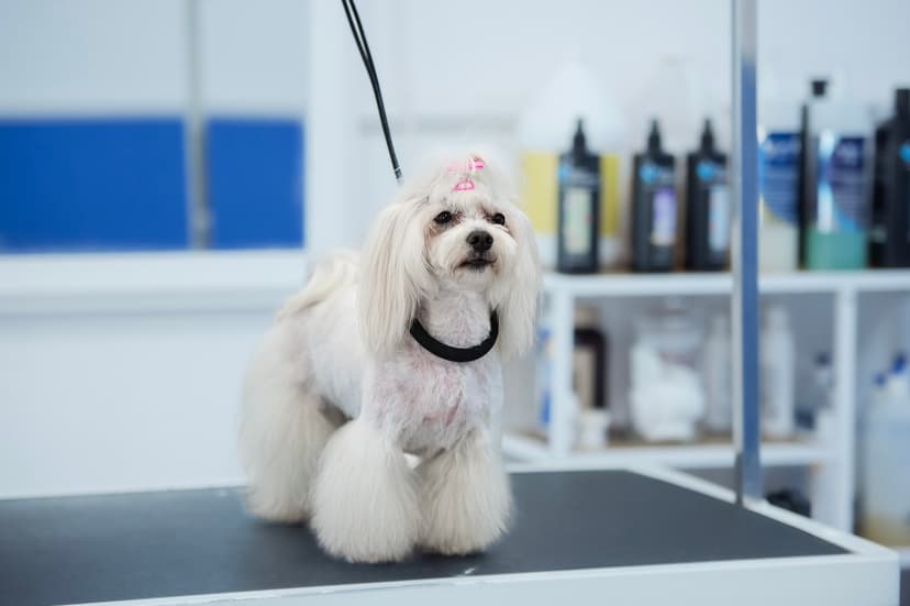 Dog Grooming & Spa