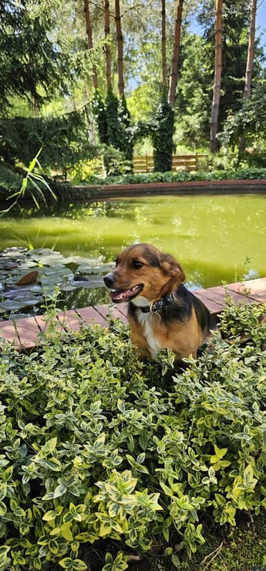 DOG Holiday - Hotel dla psa i kota