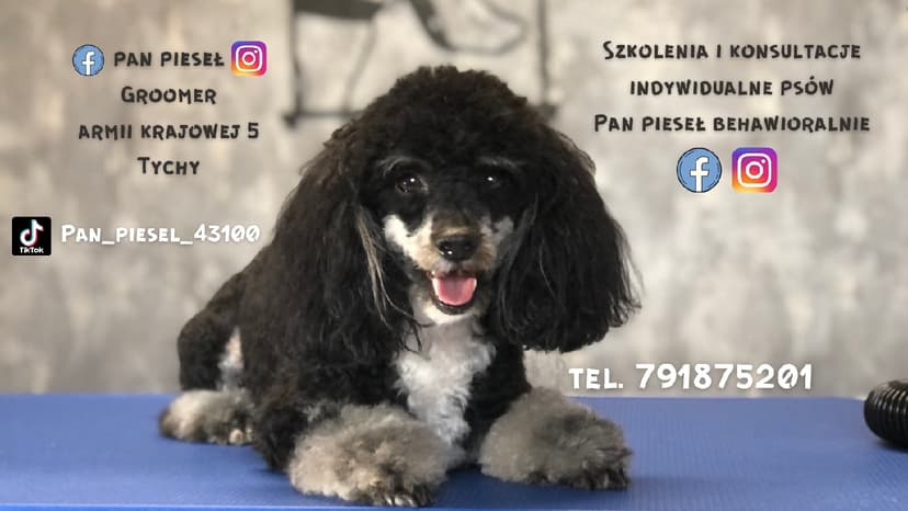 Pan Pieseł Groomer
