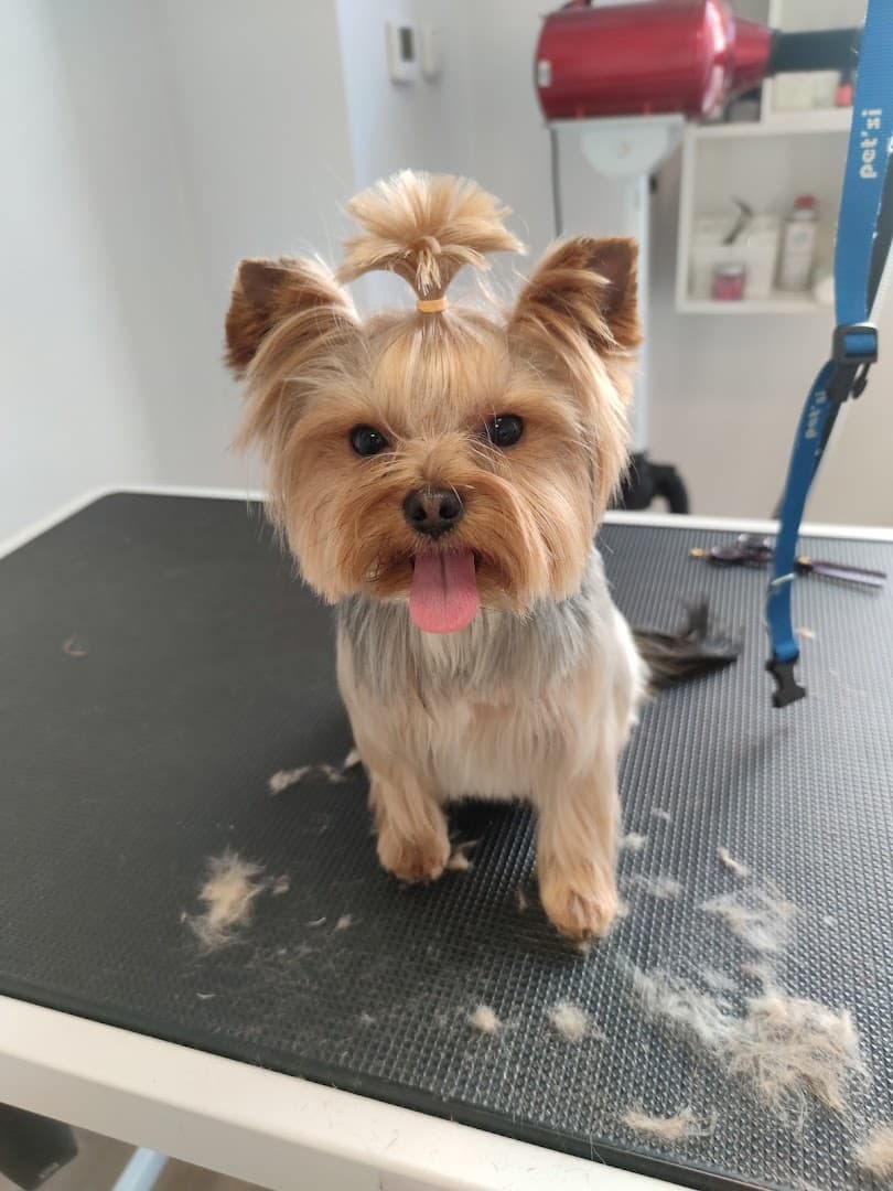 Barber Dog