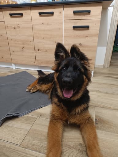 Gabinet weterynaryjny KAsiaVET