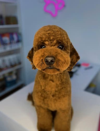 Salon Pretty Pet - Strzyżenie i pielęgnacja psów i kotów w Warszawie, Ursus