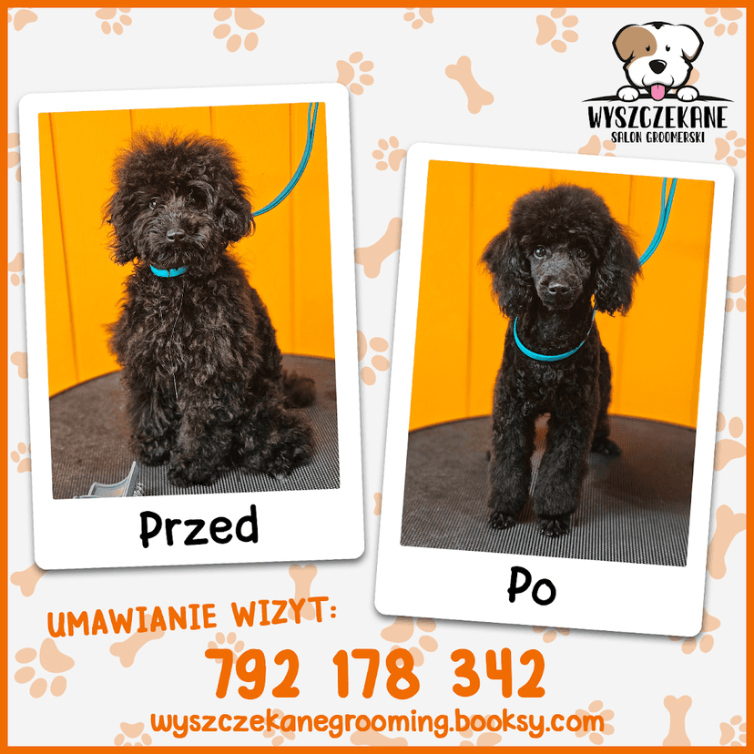 Wyszczekane Salon Groomerski - Fryzjer dla Psów