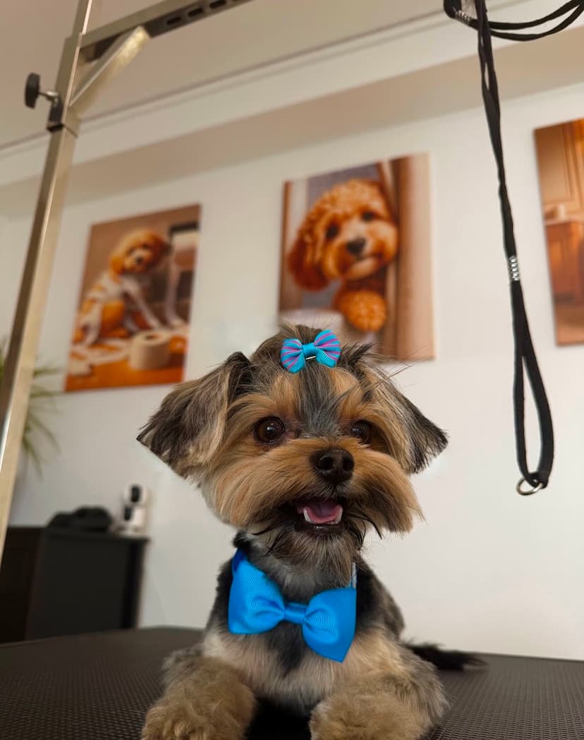 Dog Atelier (ig: gp_dogatelier)