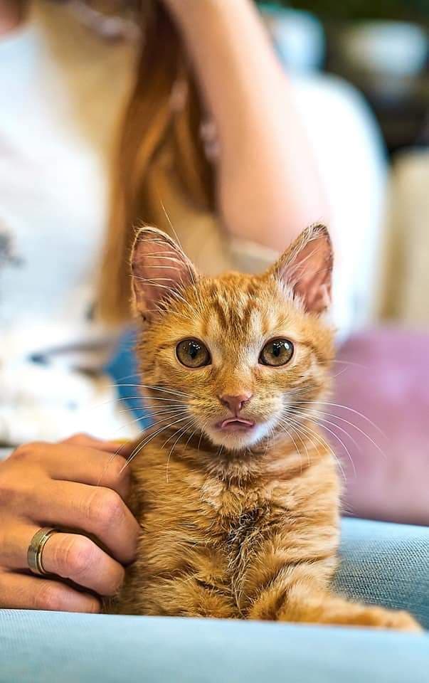 Miau Hau Gabinet Weterynaryjny - Sklep Zoologiczny