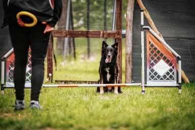 Szkolenie psów SIT HAPPENS, trener behawiorysta