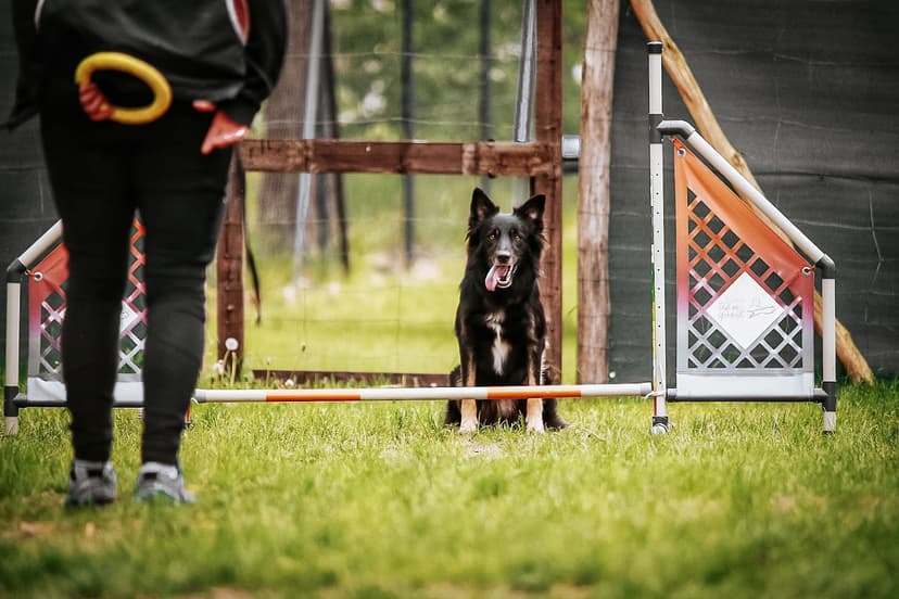 Szkolenie psów SIT HAPPENS, trener behawiorysta