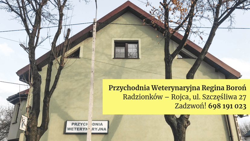 Przychodnia Weterynaryjna Regina Boroń — Weterynarz Radzionków Rojca