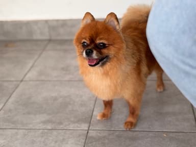 BlackShepherdGrooming - Psi fryzjer