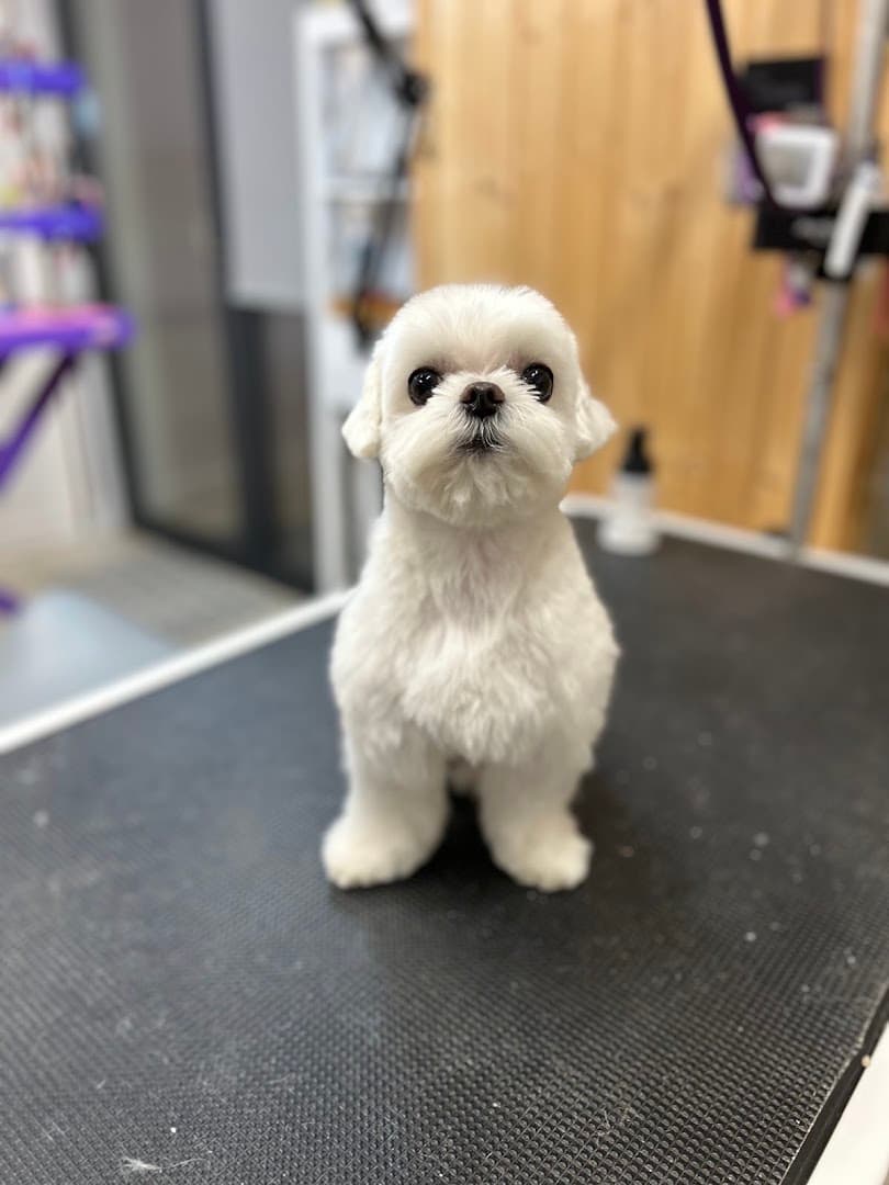 Stella Pet Expert