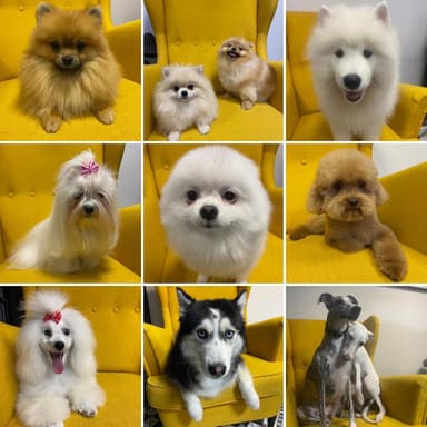 The Dog Spa - Groomer/Fryzjer psów + HOTELIK domowy z ogrodem