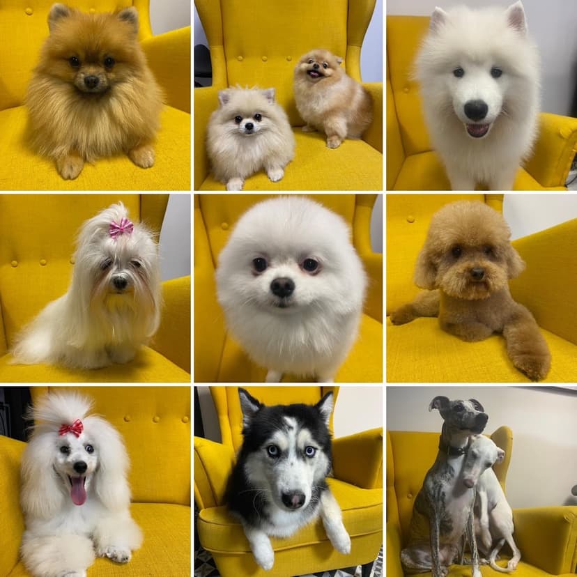 The Dog Spa - Groomer/Fryzjer psów + HOTELIK domowy z ogrodem
