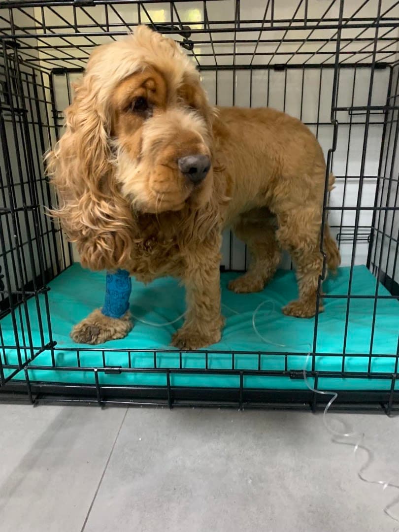 ANIMAL-MED Gabinet Weterynaryjny