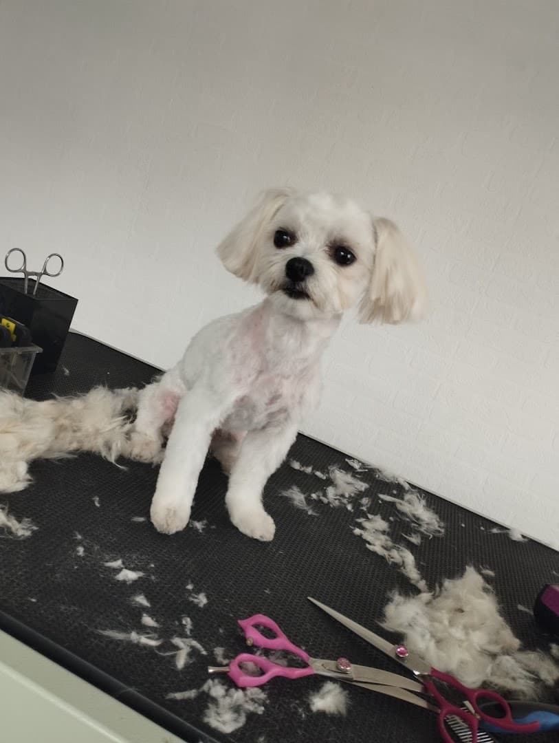 Psi Fryzjer-Salon Pielęgnacji Psów Paterek Dominika