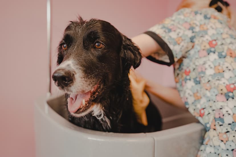 Dog Club Salon Groomerski Świecie