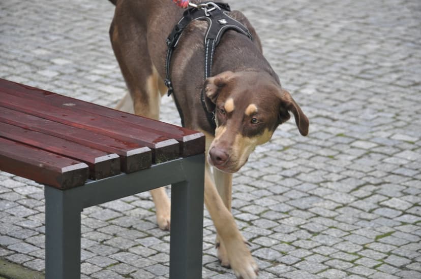 Dogtryna - szkolenie psów, konsultacje behawioralne, praca węchowa