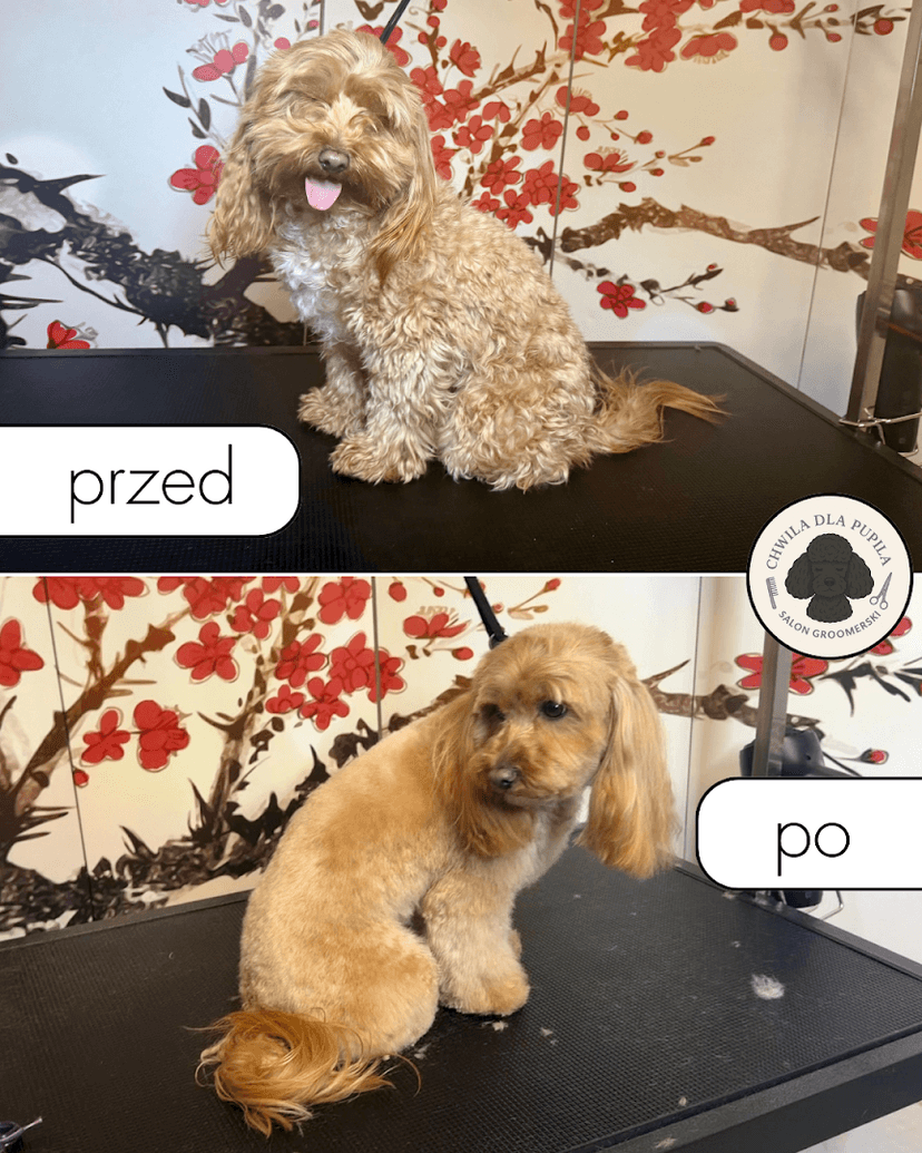 Chwila dla Pupila- Salon groomerski dla psów