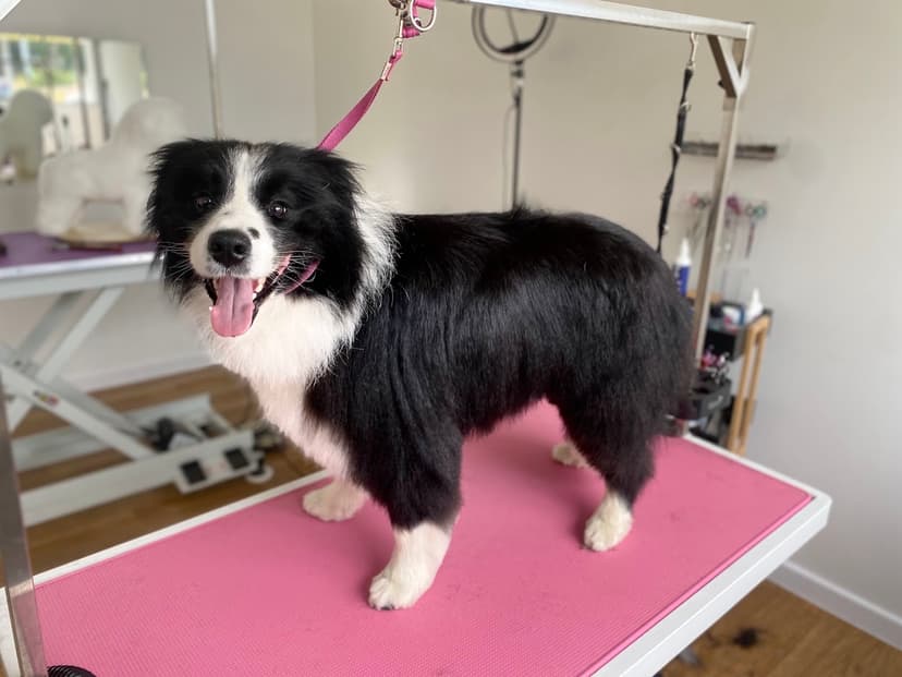 Top Dogs Grooming Salon