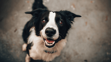 Good Dogtor Gabinet Weterynaryjny