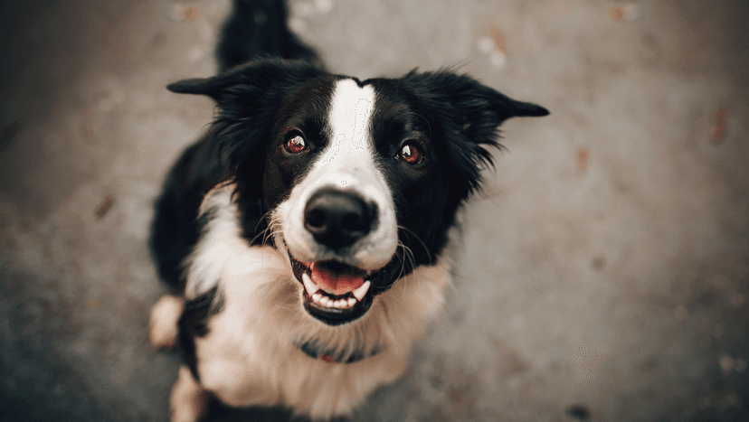 Good Dogtor Gabinet Weterynaryjny