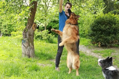 Psotel Gracja - Petsitter | Hotel dla psów i gryzoni