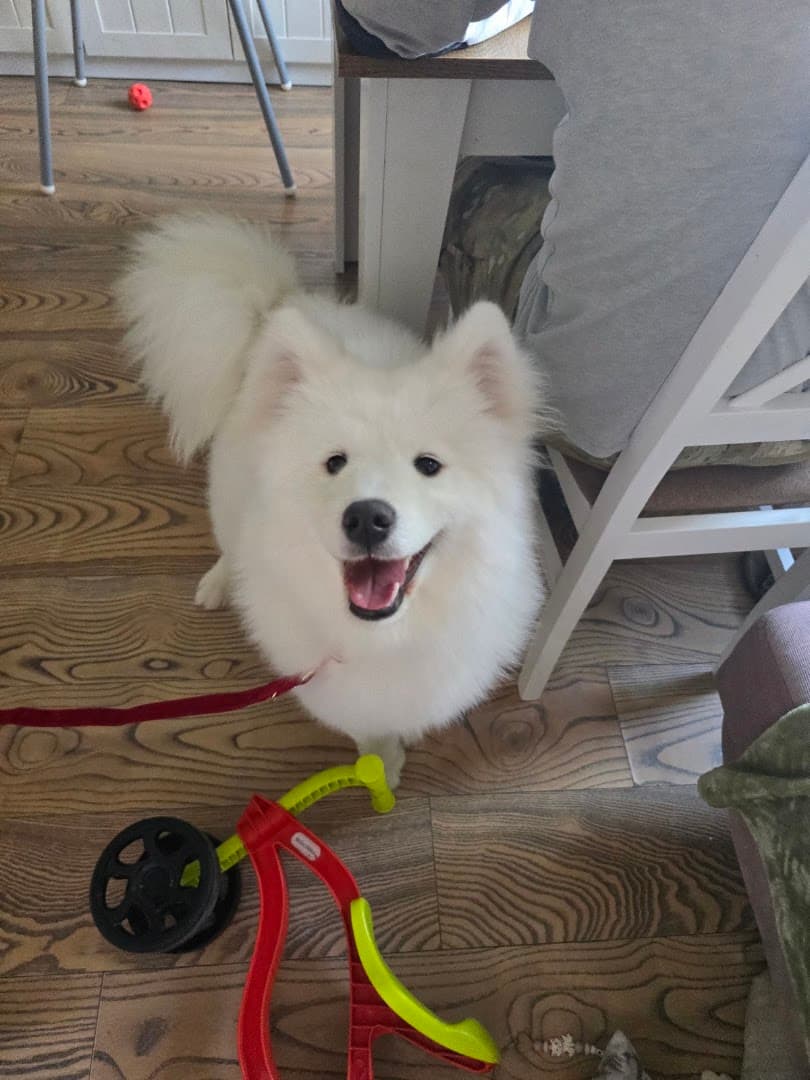 Samoyedowa Zagroda Hotel dla Zwierząt