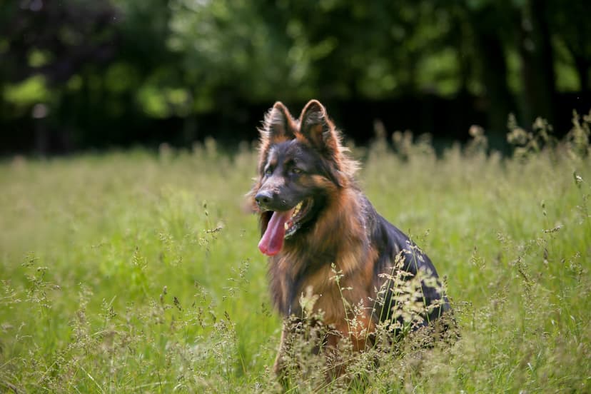Ośrodek Szkolenia Psów "K-9 Ares"