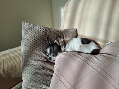 Hotel dla psów Canis 🐾