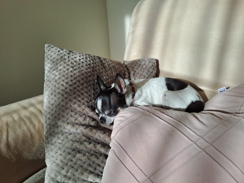 Hotel dla psów Canis 🐾