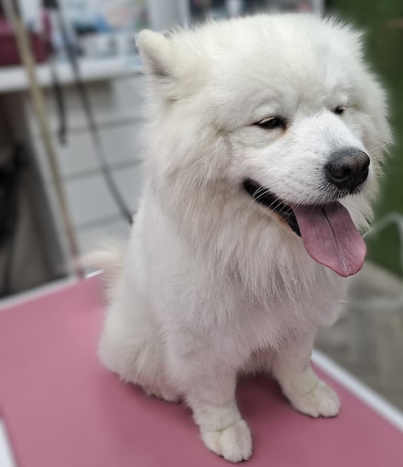 LadyDog - Salon dla Psów