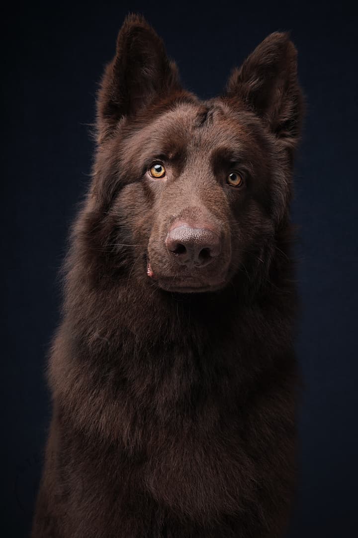 Wyczesany Kundel - Grooming z sercem