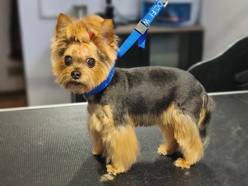 Twój Ulubiony Groomer