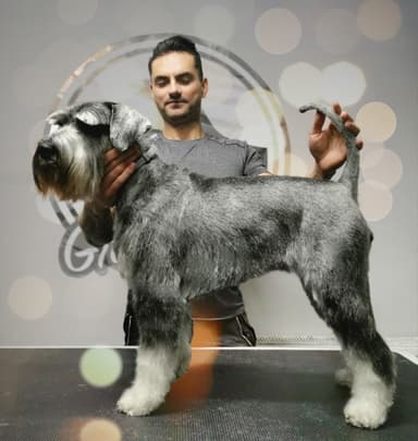 Akira Grooming