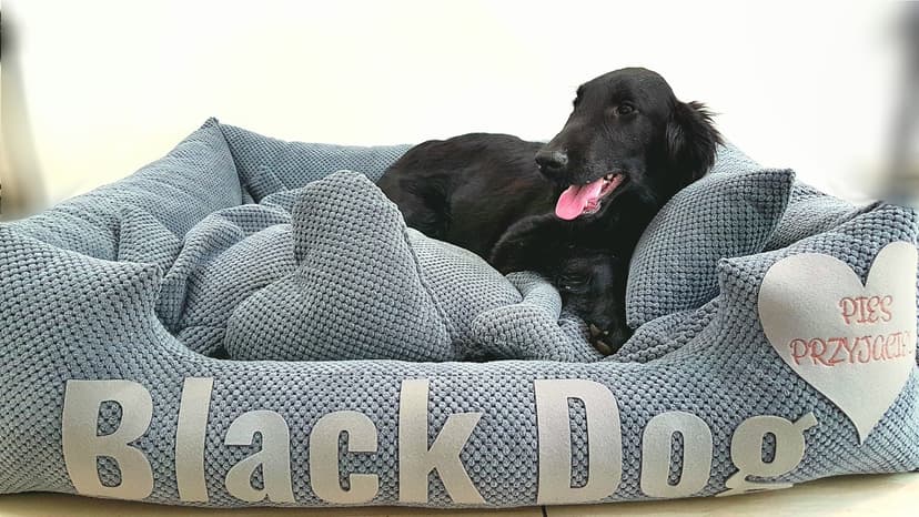 BLACK DOG