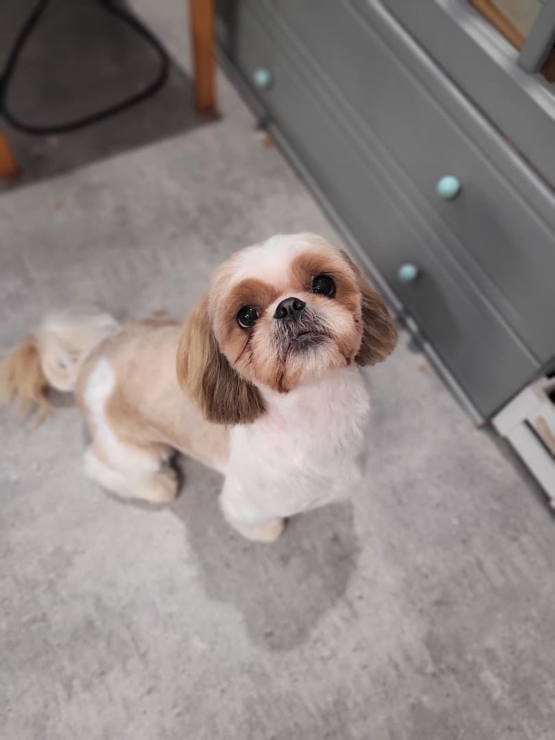 Jagi Grooming - salon pielęgnacji zwierząt