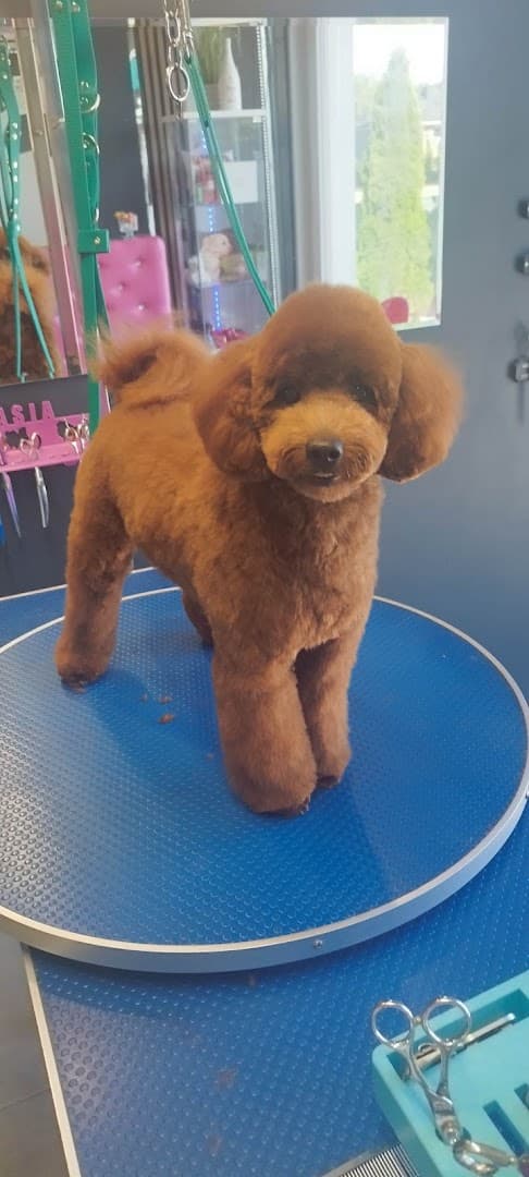 PrettyDog psi salon