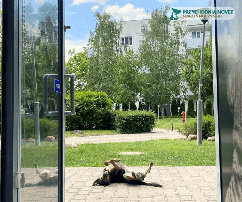 Przychodnia weterynaryjna Novet