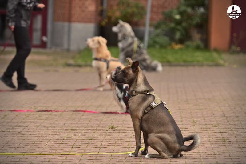 Szkoła na 6 Łap PiesPotrafi.pl szkoła dla psów behawiorysta Szczecin