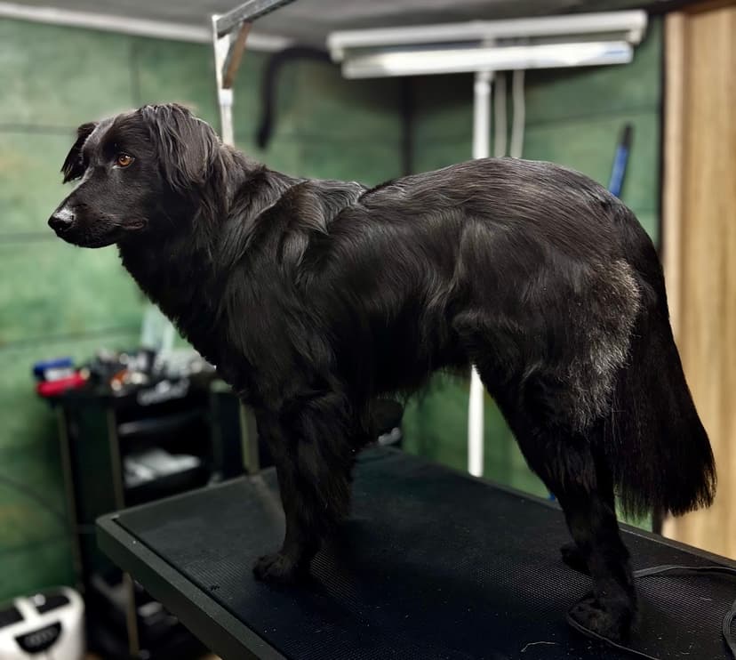 GROOMSTREFA- psi fryzjer /groomer