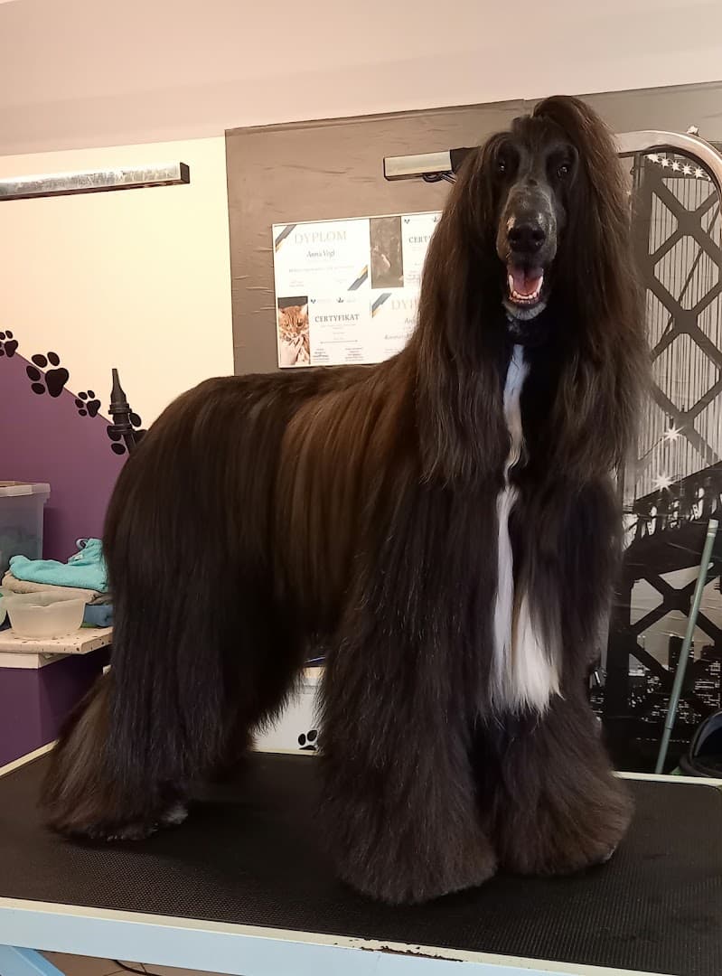 Brie Style studio groomingu
