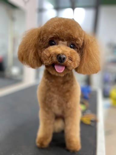 Royal Dog Grooming & Spa