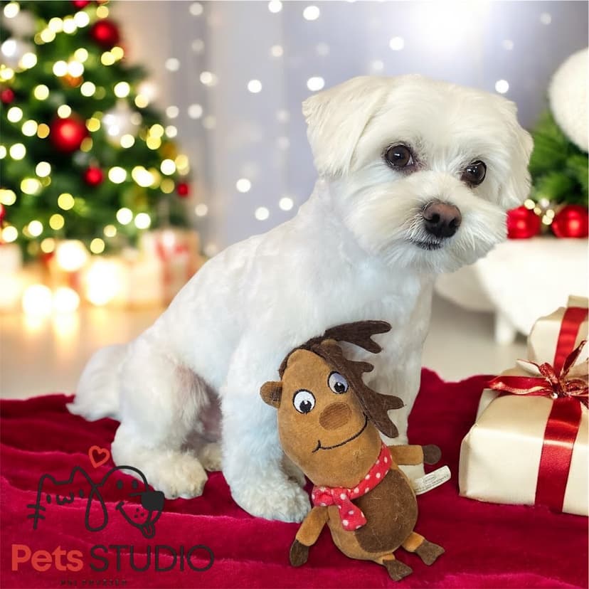 Pet Studio Psi Fryzjer