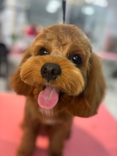 Champion Grooming | Psi fryzjer Warszawa Wola | Strzyżenie psów